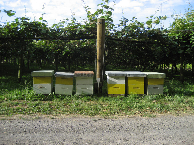 KIWIFRUIT POLLINATION