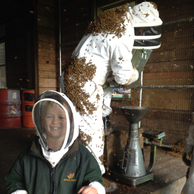 WEIGHING BEES