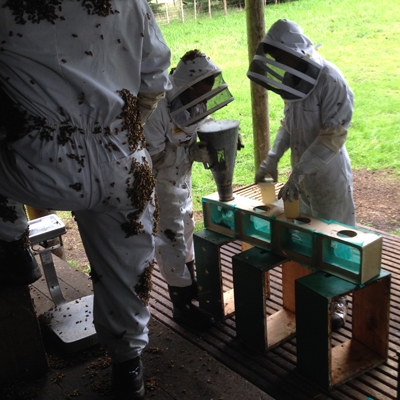 PACKAGING BEES