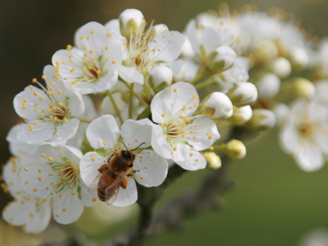 STONEFRUIT POLLINATION