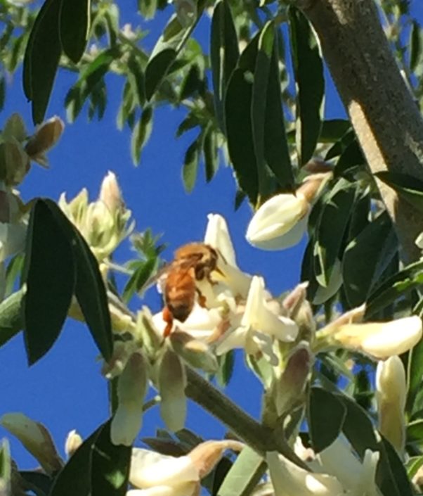 Trees for bees