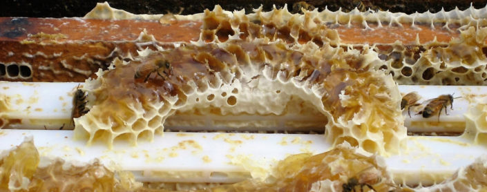 Honeycomb